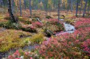 Potůček (Národní park Urho Kekkonena, Laponsko), 2021