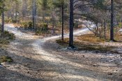 Cesta u Rumakuru (národní park Urho Kekkonena, Laponsko), 2019
