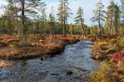 Suomujoki nad srubem.