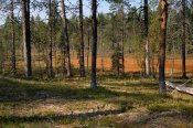 Národní park Muddus