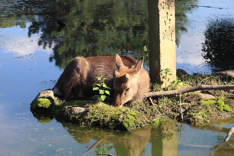 Když v ráji pršelo. Fotografie z cesty do Japonska.