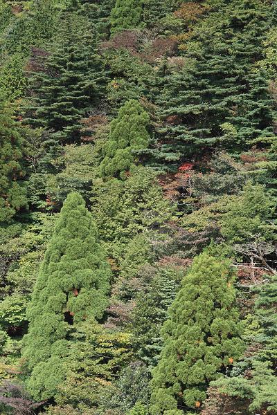 Když v ráji pršelo. Fotografie z cesty do Japonska.