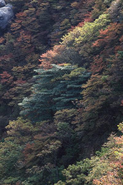 Když v ráji pršelo. Fotografie z cesty do Japonska.