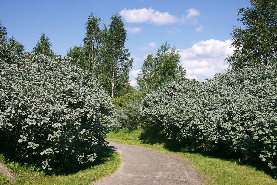 Rafting Laponsko 2011