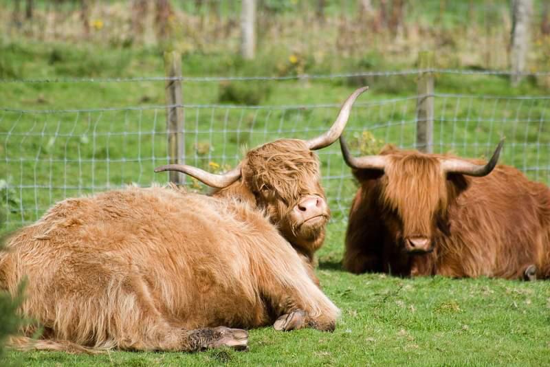 Skotsko, Kaledonský kanál a Inverness - 2006