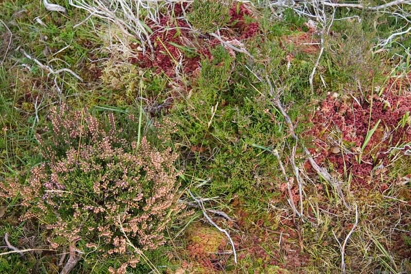 Skotsko, Kaledonský kanál a Inverness - 2006