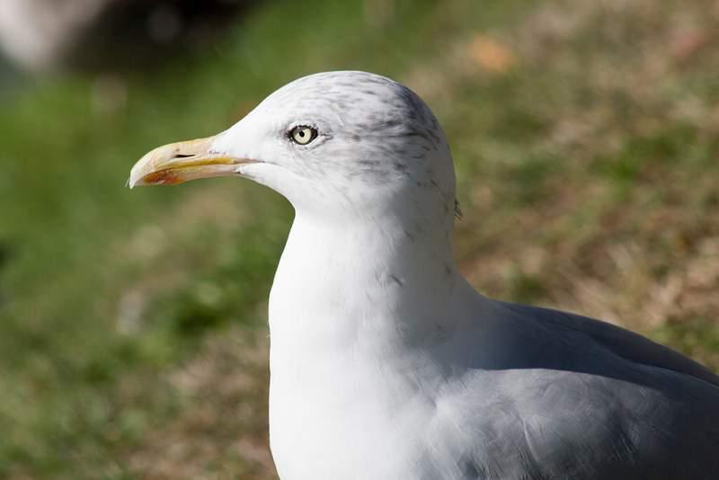 Skotsko, Kaledonský kanál a Inverness - 2006