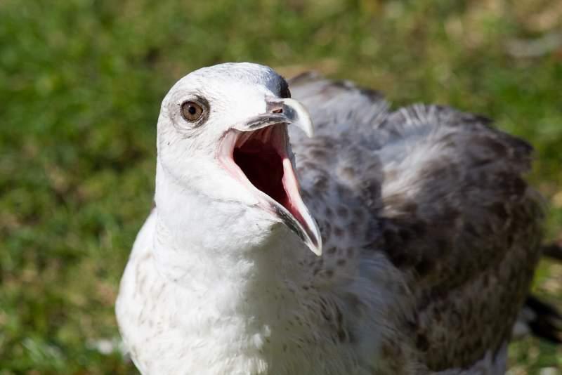 Skotsko, Kaledonský kanál a Inverness - 2006